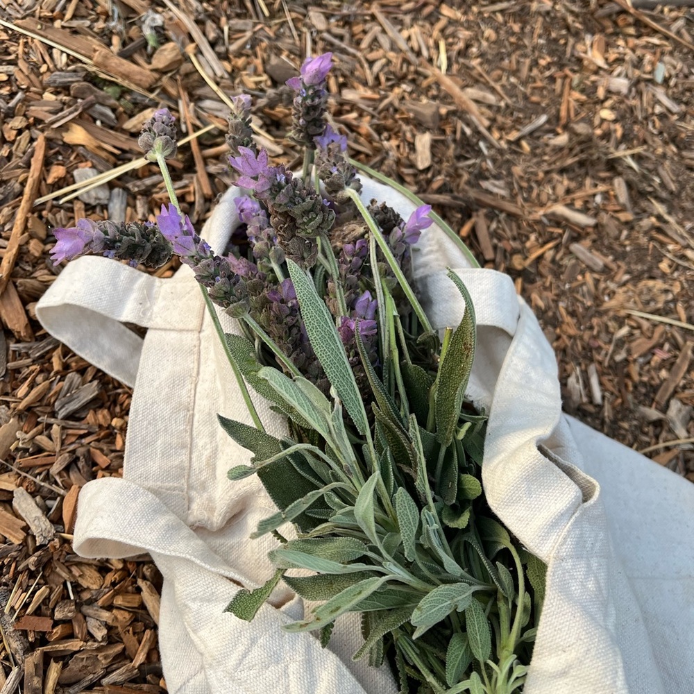 Fresh, hand picked, home grown lavender satchel 💜
